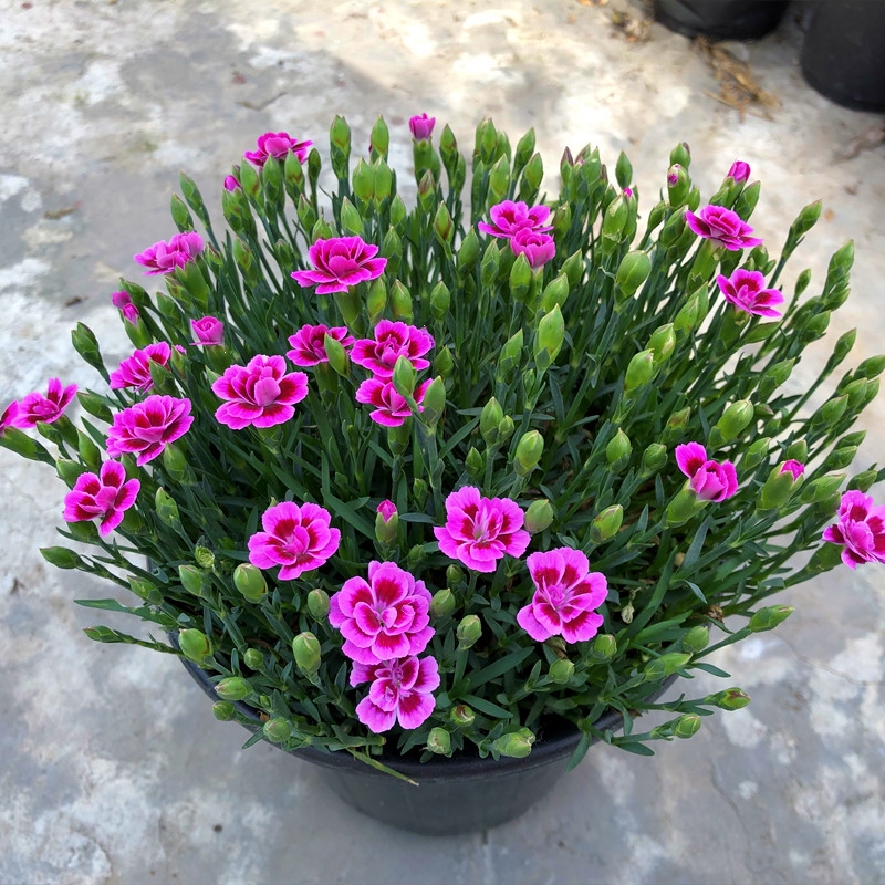 回固初吻蜜桃派紫色婚礼石竹康乃馨盆栽庭院阳台耐寒耐热绿植花卉带花