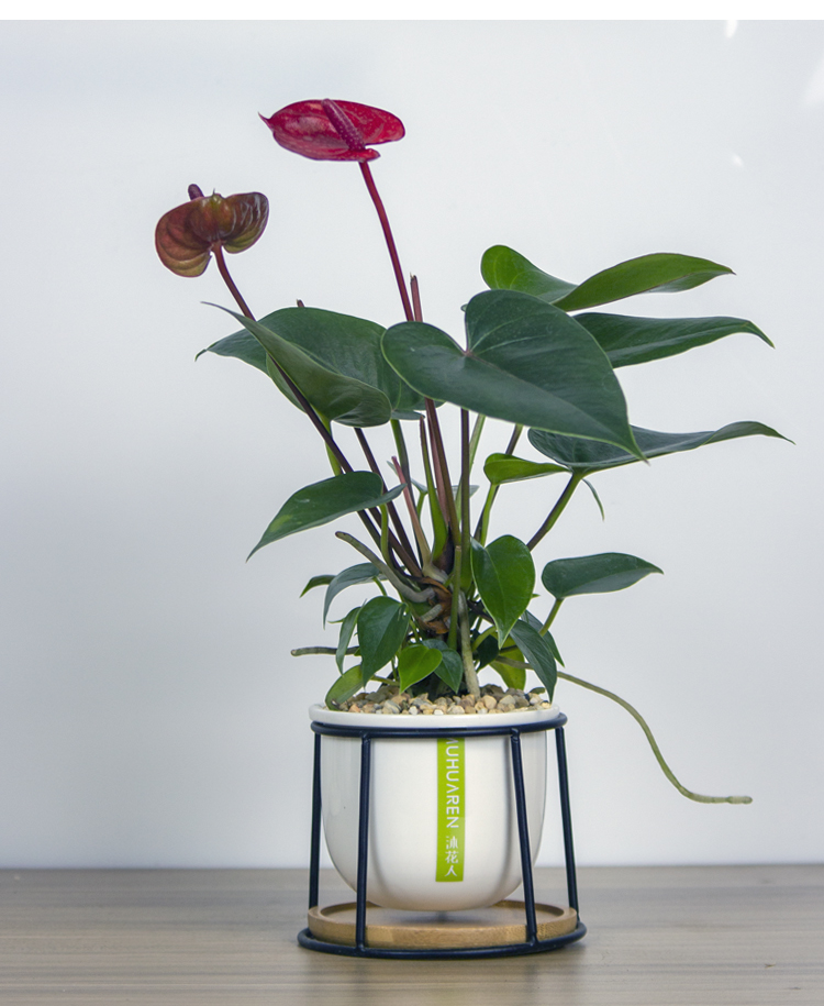 超级新品 雅诺居 小娇红掌办公室桌面创意植物室内迷你可爱小盆栽好养