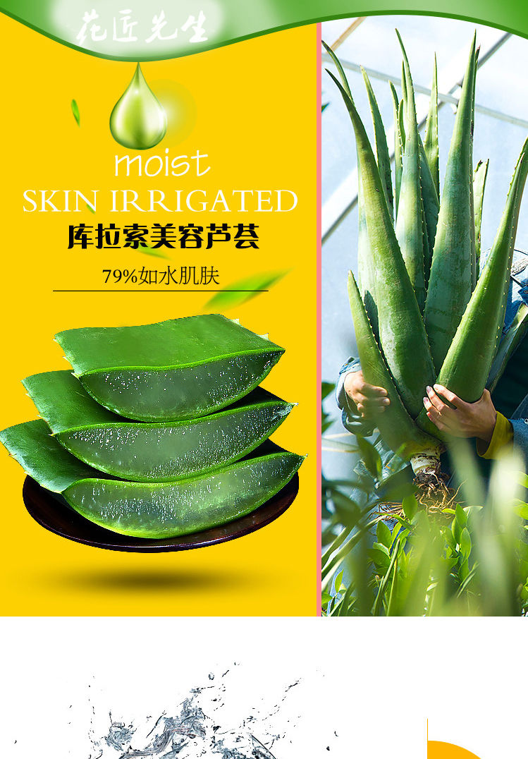 恬豆【疯抢款】院库拉索芦荟盆栽多肉植物室内绿植灌肤补水除甲醛可