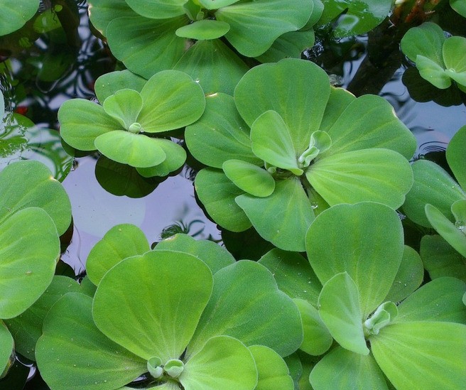 子暄水生水芙蓉水苗大漂浮萍水生植物水培花园水池净化水质池塘漂浮