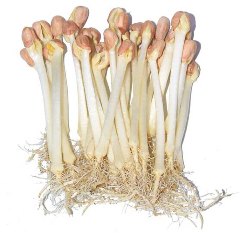 春节正常发花生芽500g花生苗芽苗菜新鲜蔬菜