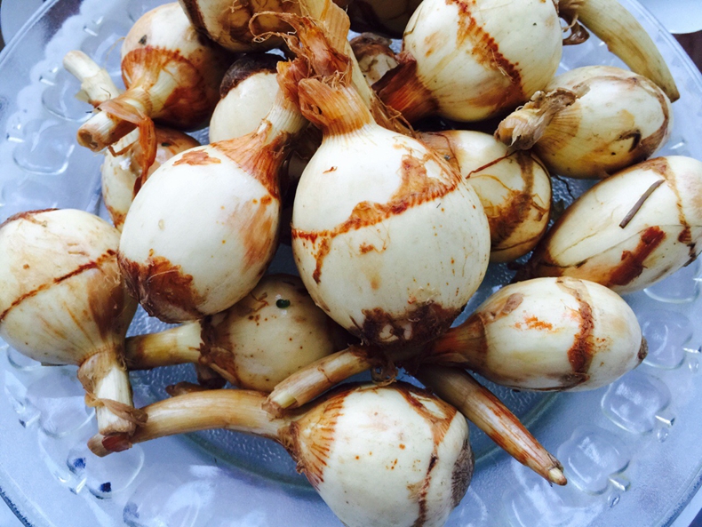 白茨菇 白茨菰 慈姑 新鲜蔬菜 燕尾 白马蹄鲜慈姑 b世可开发票 5斤装