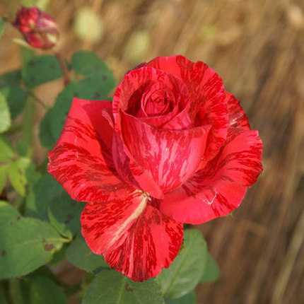 条纹大花 欧月盆栽月季花苗 红色直角 四季开花红色条纹系列阳台