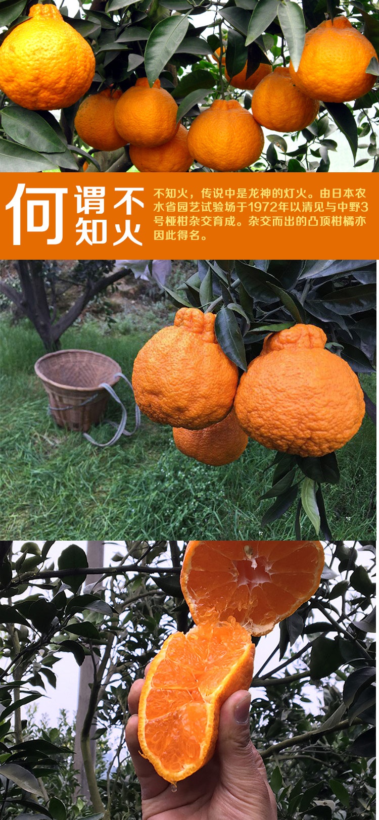 四川嫁接丑橘树苗不知火柑橘春见丑八怪粑粑柑树苗椪柑苗超甜橘子苗
