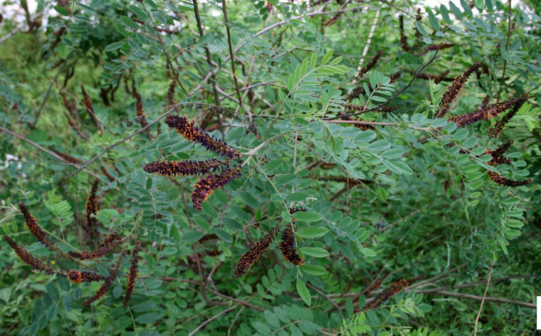 多年生护坡木本紫穗槐种子 棉槐树种子 棉条种子