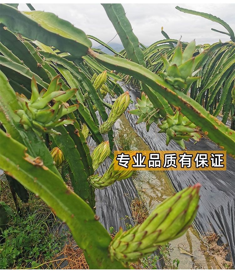 《广西正宗燕窝火龙果苗麒麟果黄龙无刺火龙果苗盆栽果树苗嫁接结果