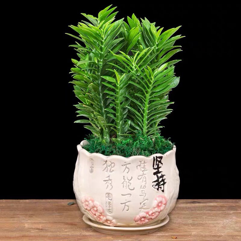 玉蜻蜓盆栽植物四季常青好养盆景办公室内净化空气吸甲醛桌面绿植