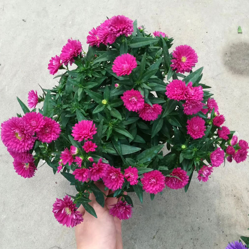 超级新品 紫苑花盆栽翠菊花苗阳台花园多年生雏菊除甲醛四季菊花带