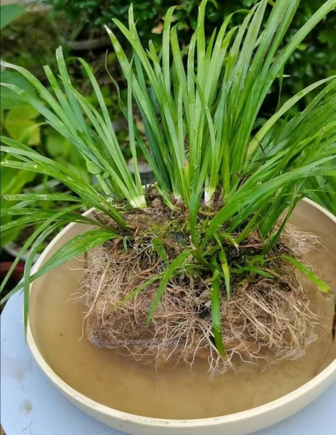 附石菖蒲野生石菖蒲盆景盆栽假山龜池魚缸造型造景觀賞綠植新鮮石菖蒲