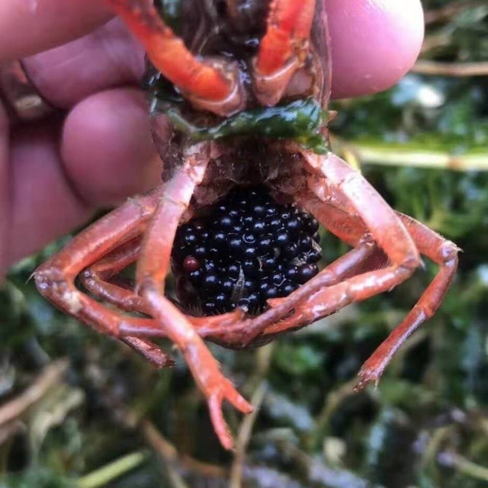 小龙虾苗种虾抱卵青虾活体虾淡水养殖龙虾苗鲜活小龙虾幼苗 龙虾养殖