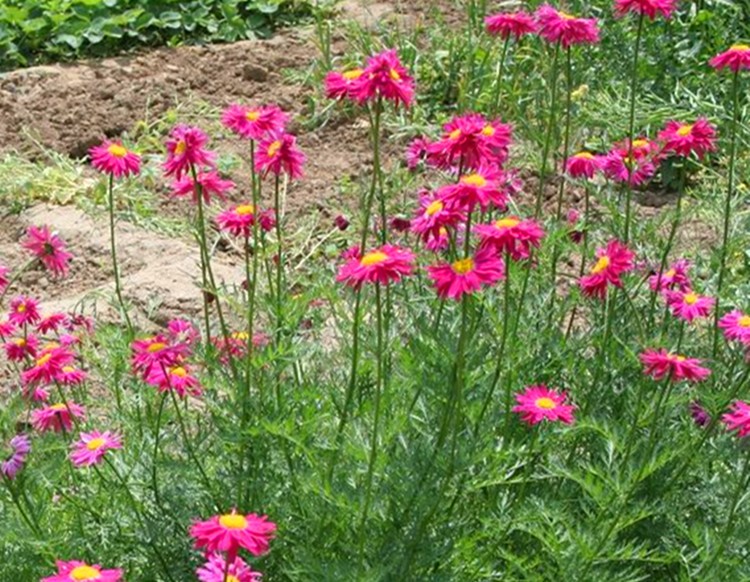 子暄 驱蚊植物除虫菊四季室外多年生花种子庭院花户外宿根花籽耐热花