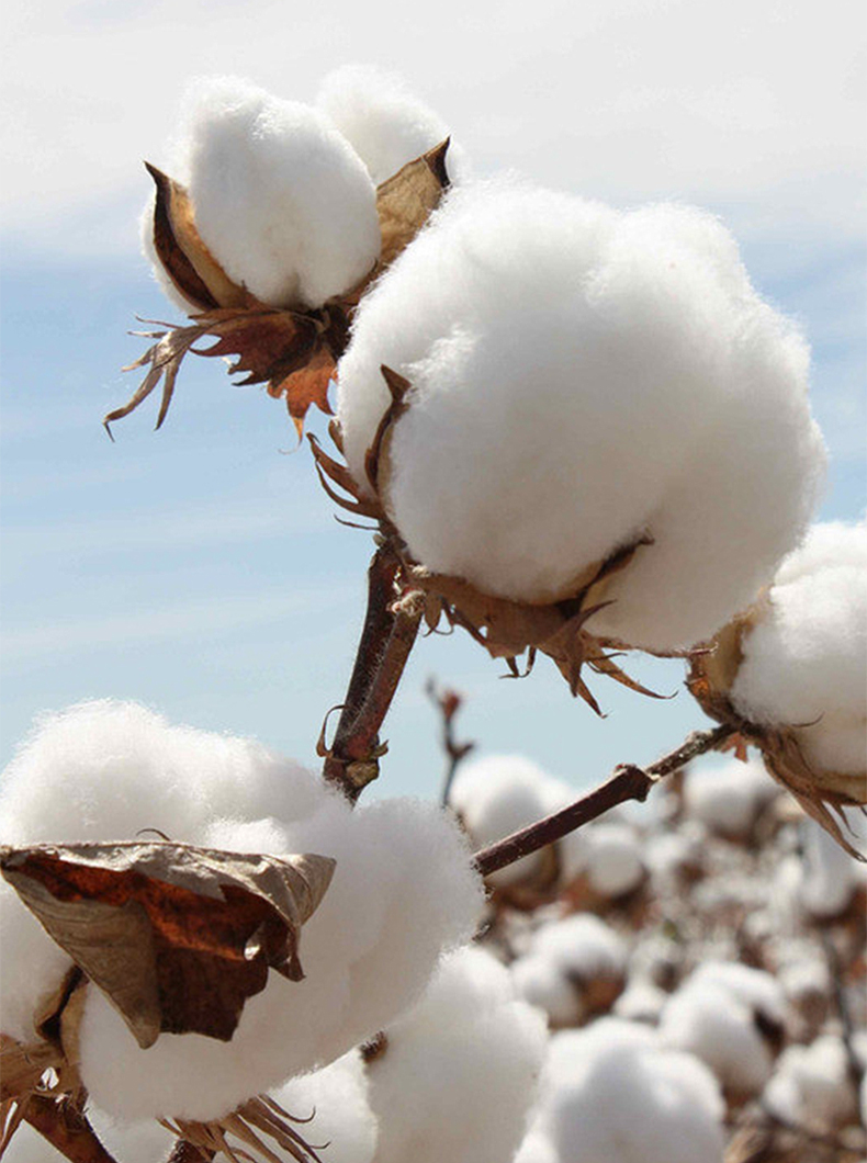 红豆家纺全棉60支60支长绒棉刺绣酒店四件套床单被套纯棉简约纯色单