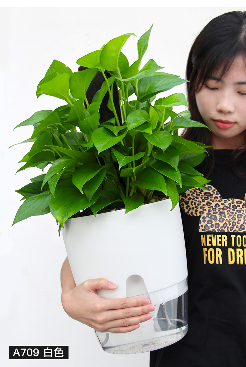 透明塑料花盆双层自动吸水客厅盆栽创意大口径懒人绿萝花盆圆形艺呈