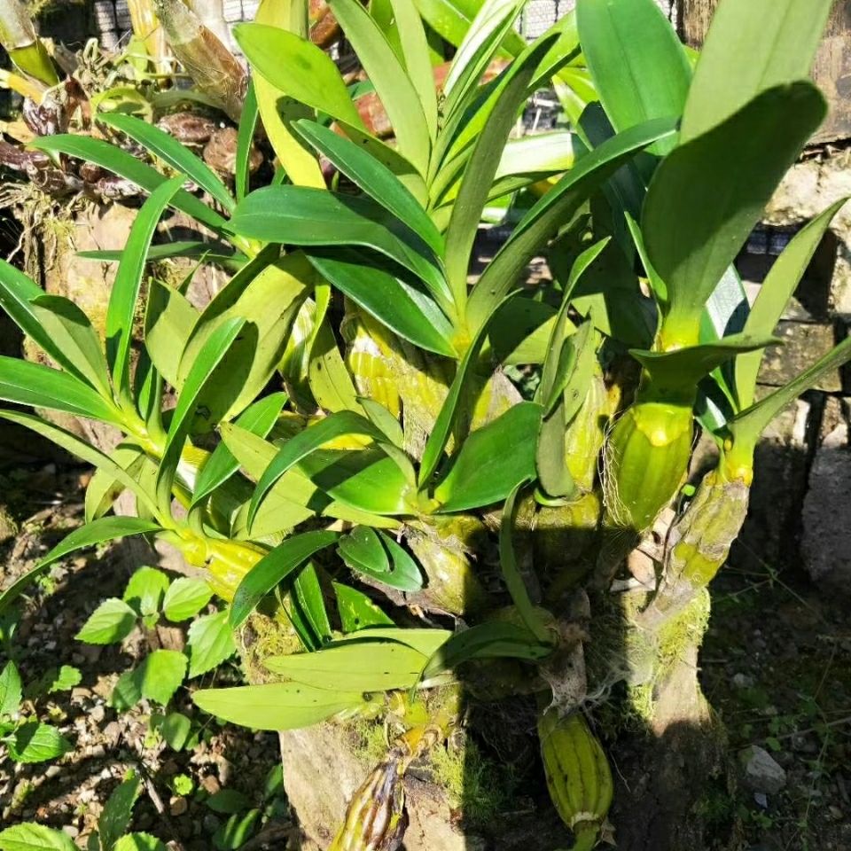 鼓槌石斛蘭花苗綠植盆栽盆景養生煲湯養生植物綠植室內外辦公客廳帶盆