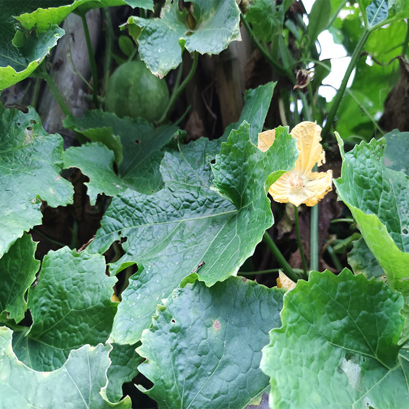 湛航[香芋冬瓜]本地香芋味迷你小冬瓜冬瓜圓冬瓜種小冬瓜粉糯蔬菜