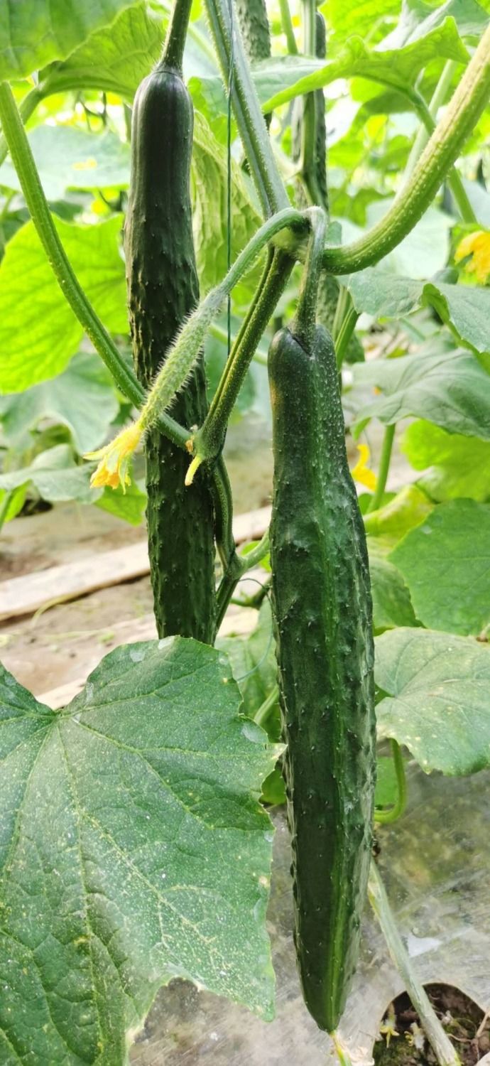 赛卡伊茄果瓜类 五斤 自种 现发新鲜蔬菜绿心黄瓜生吃干花带刺清脆