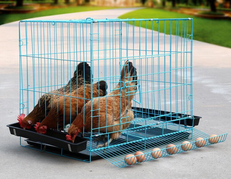 高贵银色小鸡专用503543送食盒鸡笼子养鸡笼家用小号蛋鸡笼鹌鹑养殖笼