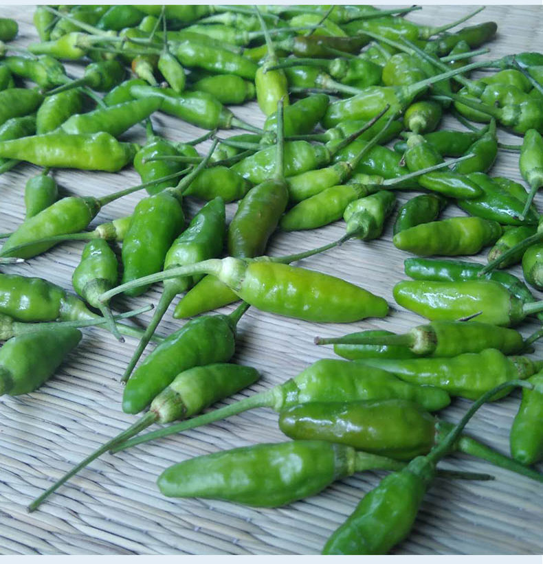 xj广西指天椒超辣辣椒新鲜小米椒朝天椒尖椒野山椒现摘可开发票2500g
