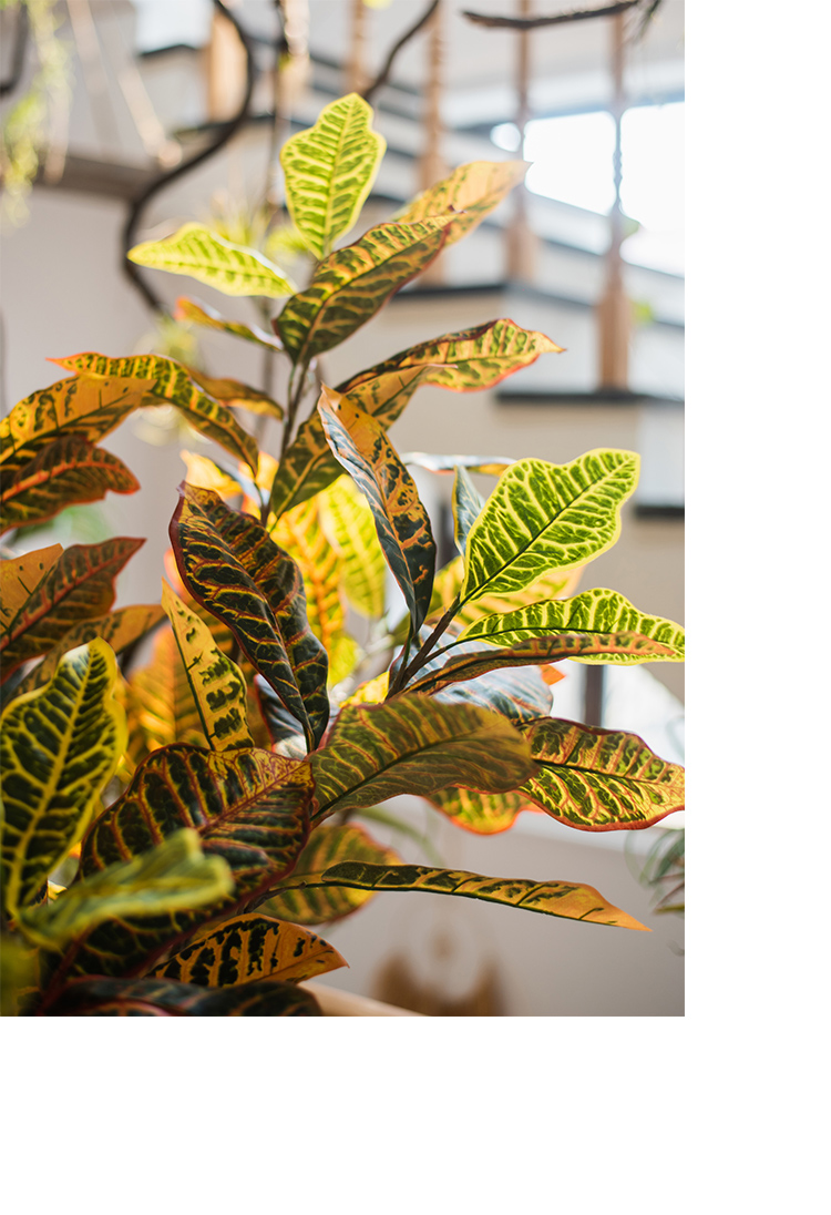 洒金榕树变色木超大型绿植盆景盆栽仿真植物地面装饰办公室非洲艺术古