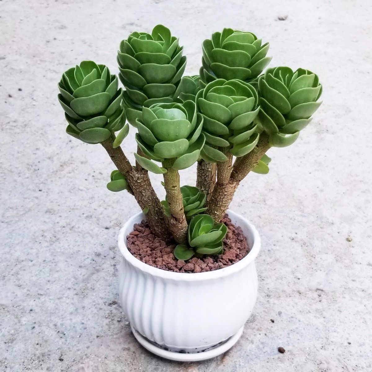 两年金钱木老桩白色陶瓷盆金钱木老桩多肉植物盆栽花卉植物室内发财树