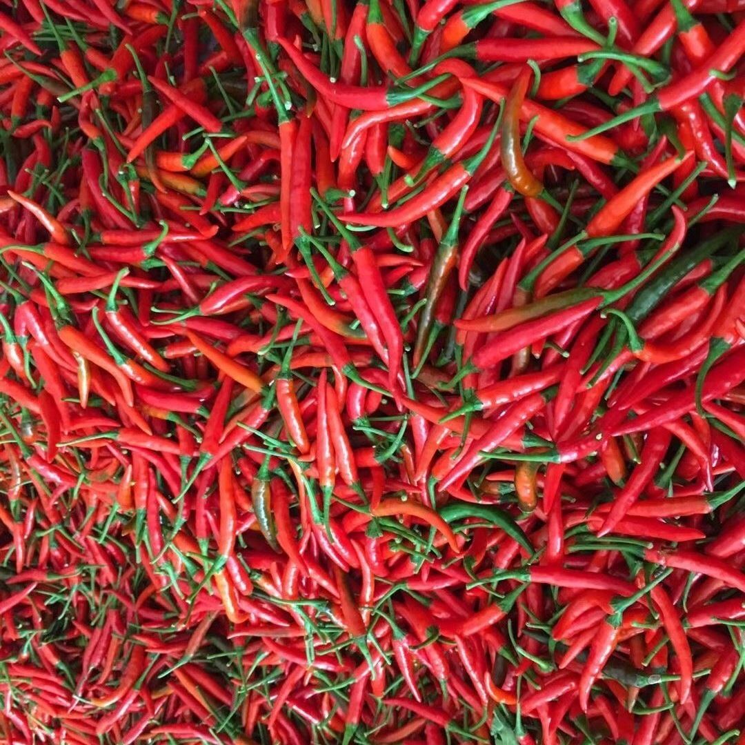 航 特辣小米椒新鲜朝天椒指天椒剁椒蔬菜红辣椒小米辣鲜椒批发【价格