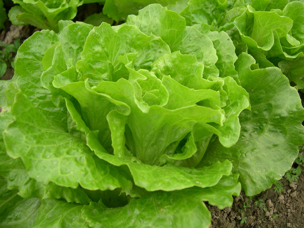 四季奶油生菜种子阳台专用四季播蔬菜种子口感好可生吃有机生菜籽