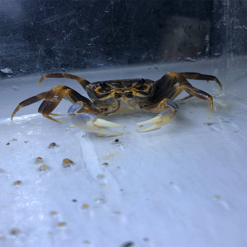 《束腰图纹蟹一只 南海溪蟹观赏蟹爬虫爬宠紫罗兰束腰蟹田蟹溪蟹相守