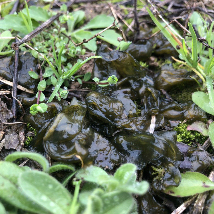 新鲜野生湿地衣地皮菜地软地木耳净菜雷公菌葛仙米地踏菇500g地皮菜