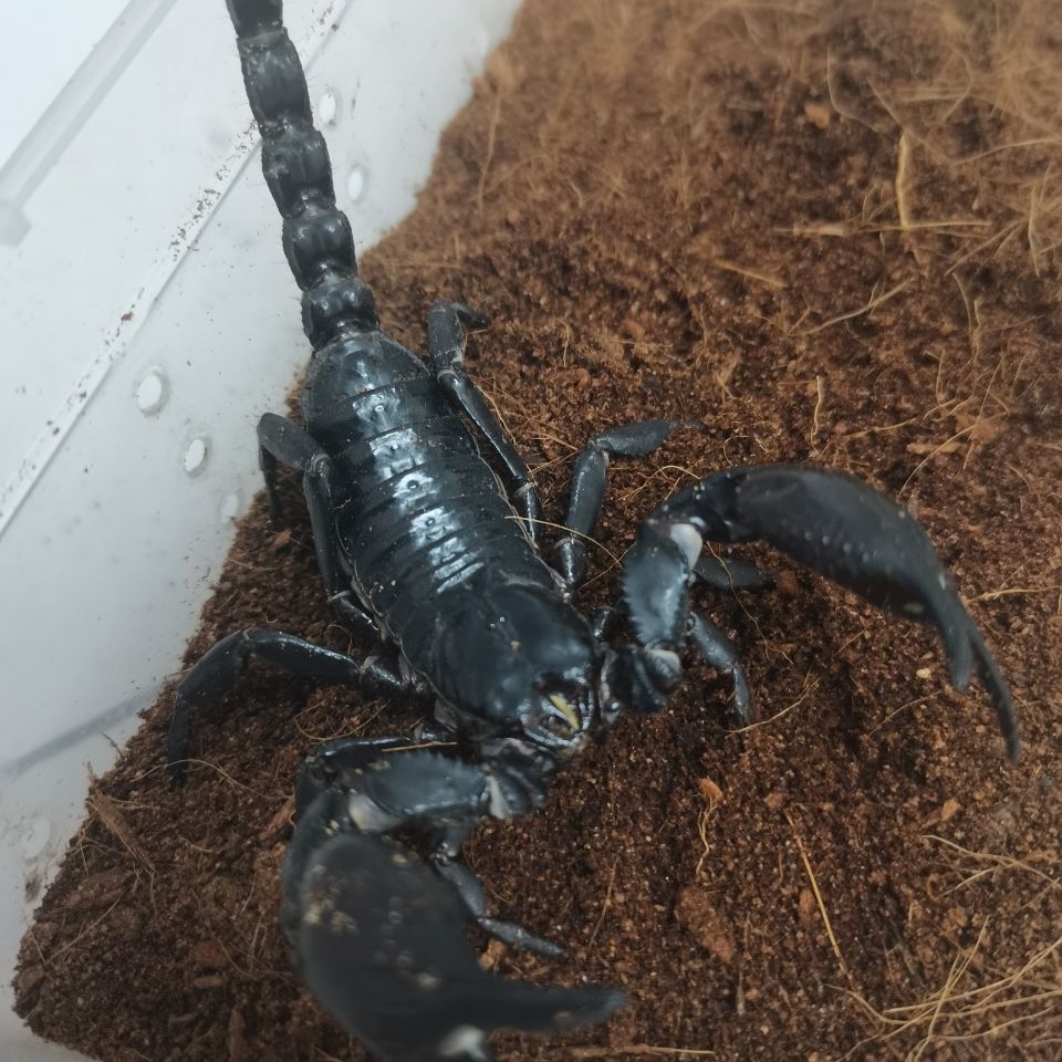 入门蝎23cm送四件用品亚洲巨型雨林蝎超大个体宠物蝎假帝王蝎幼苗成体