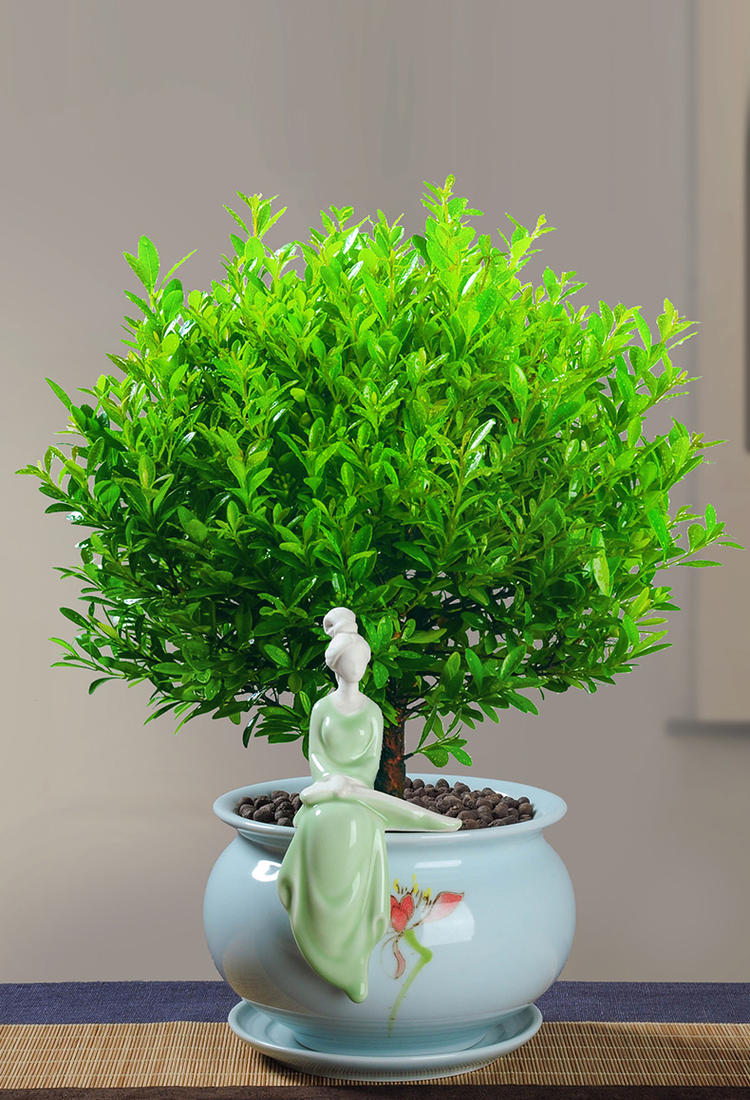 小叶赤楠盆景树桩绿植好养客厅植物室内树苗办公室易活小盆栽花卉