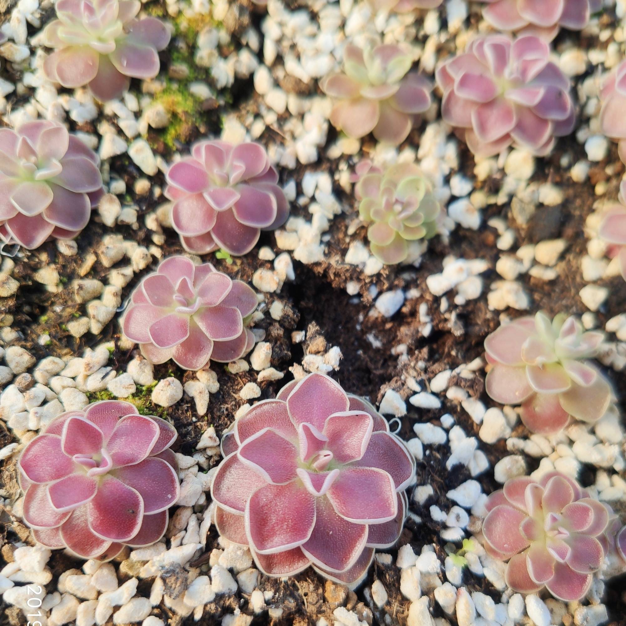 弗洛里捕虫堇多肉食虫植物食人花捕蝇草驱蚊草卧室花卉新手盆栽