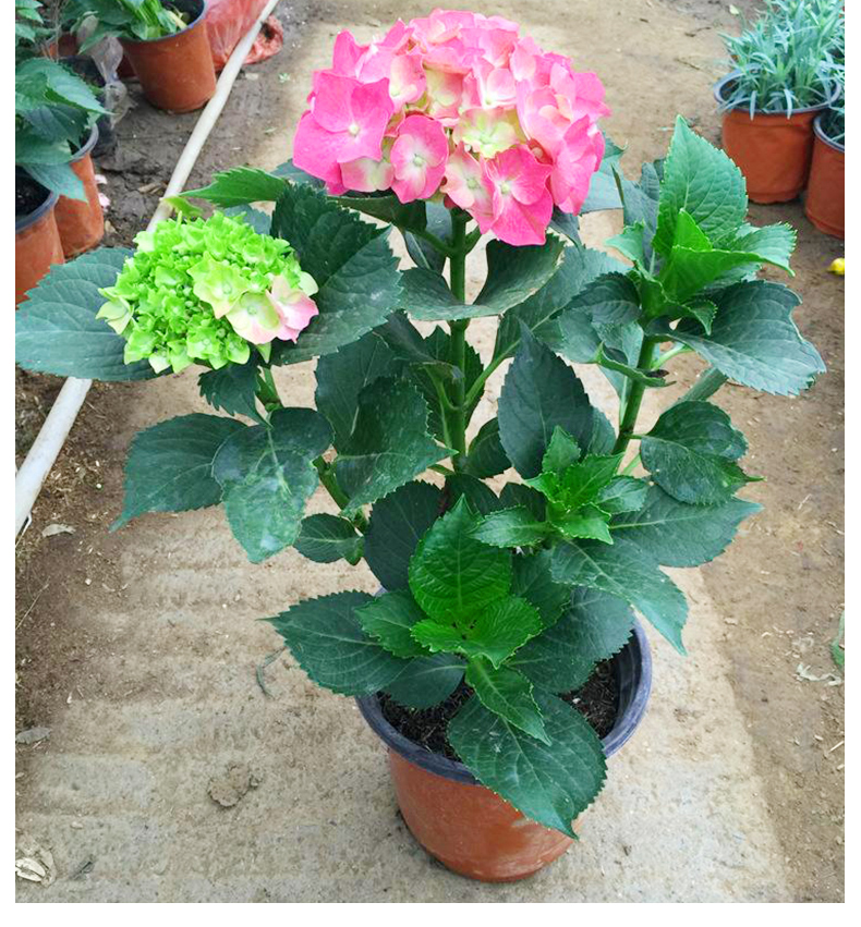 御蓝锦绣球花苗盆栽花卉植物室内好养的花四季开花不断无尽夏大花易