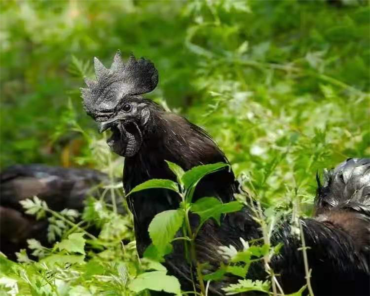 2斤装新鲜乌鸡腰子鸡肾鸡卵鸡子鸡宝鸡春公鸡蛋蛋顺丰