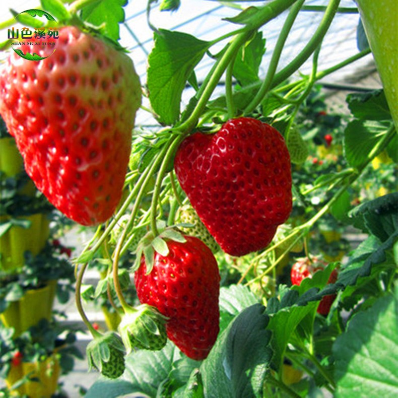 優友山色溪苑【菜緣天下】 果樹苗莓苗 牛奶莓 攀援莓苗 四季莓苗