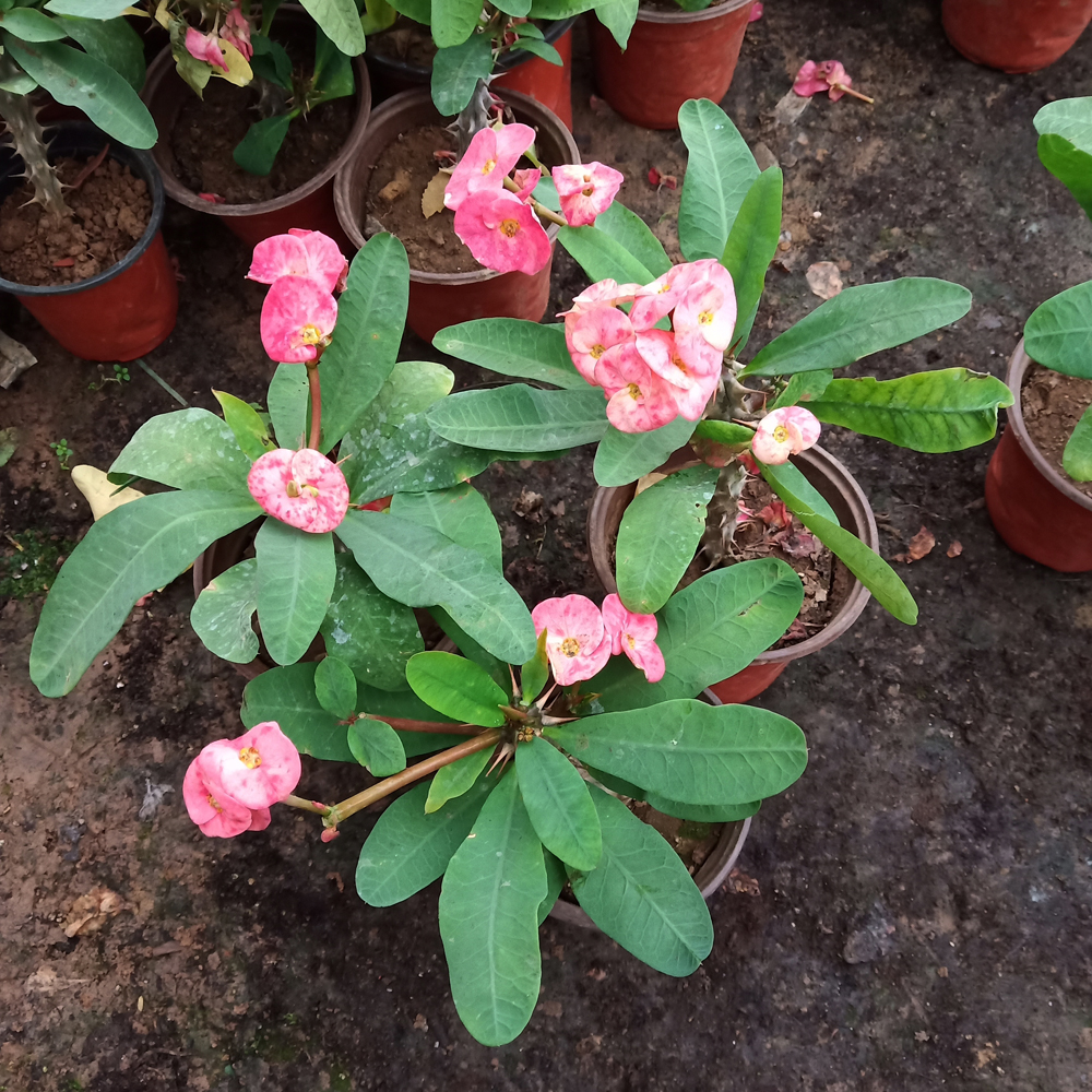 封后大花虎刺梅小盆栽大叶铁海棠盆栽花卉绿植阳台庭院四季开花室内外