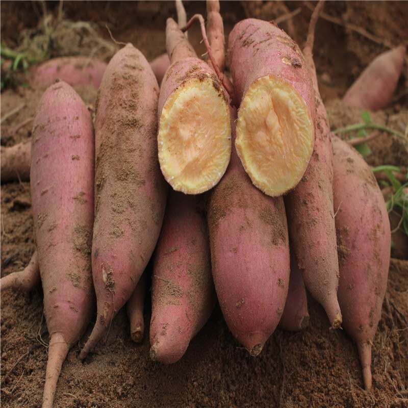 六鳌红薯红皮黄肉番薯5斤