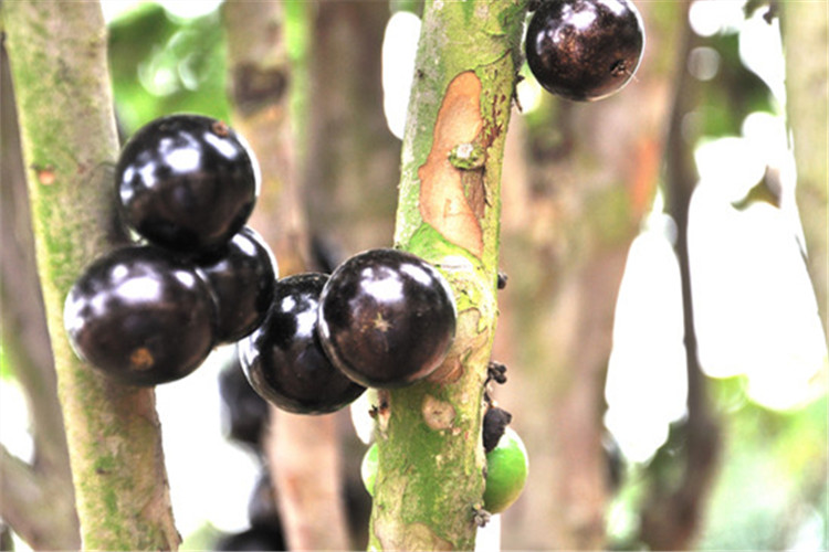 子暄新采艾斯卡嘉宝果种子树葡萄种子非四季树葡萄台湾树葡萄种子