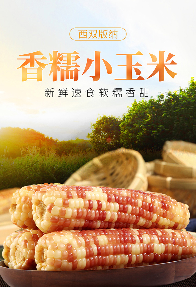 易果森林叶菜类 云南西双版纳1斤香糯小玉米糯玉米棒新鲜真空花粘甜