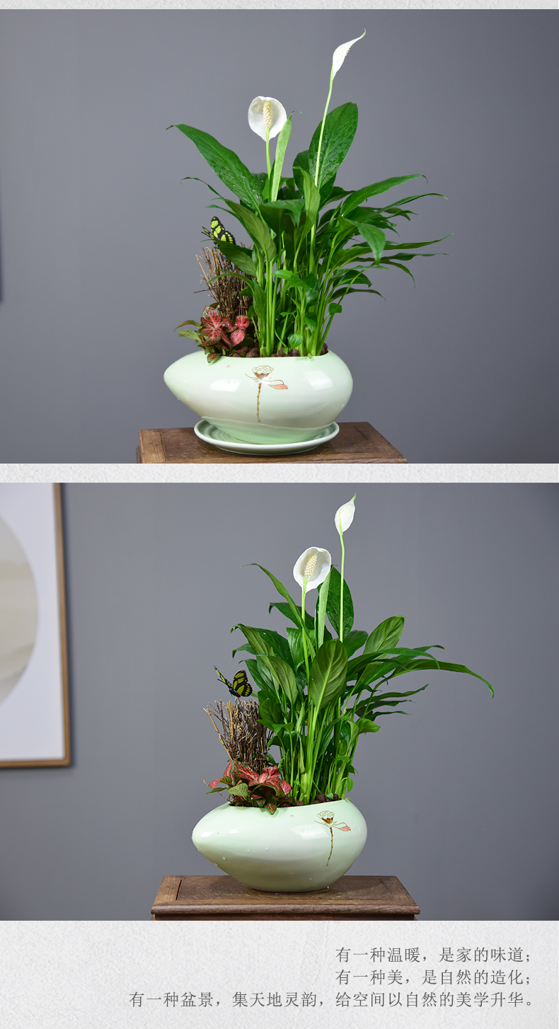 白掌盆栽白鹤芋绿植盆景客厅办公室内花卉观花植物净化空气防辐射