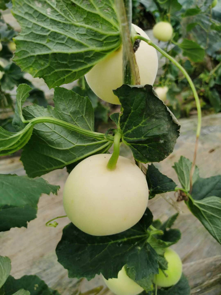 精选白玉甜瓜玉谷甜瓜香瓜5斤装新鲜水果蜜瓜鲜贝达