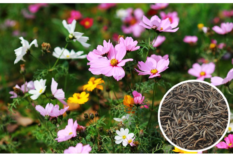 满天星盆栽花种子秋天种室内花种籽子四季易活观花植物花卉