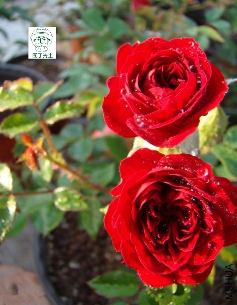 子暄欧洲月季微月无条件的爱勤花多季开花月季植物盆栽花卉