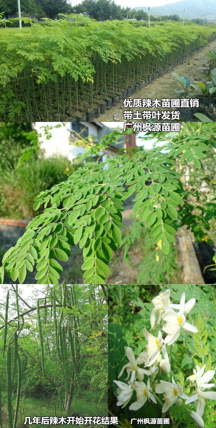 珍稀名贵苗辣木苗神奇印度辣木苗盆栽辣木树苗正宗印度辣木树