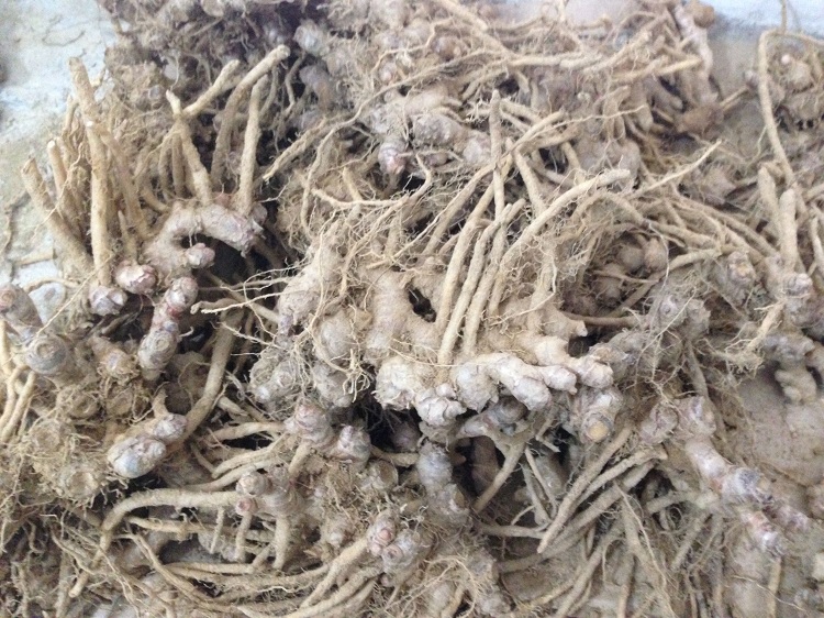 xj新鲜阳春风姜广东生姜月子姜月婆姜老姜可开发票1000g