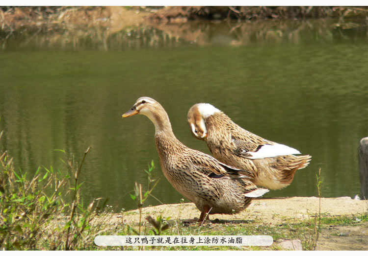 农村散养土鸭整只麻鸭草鸭鸭子新鲜鸭肉活鸭现杀