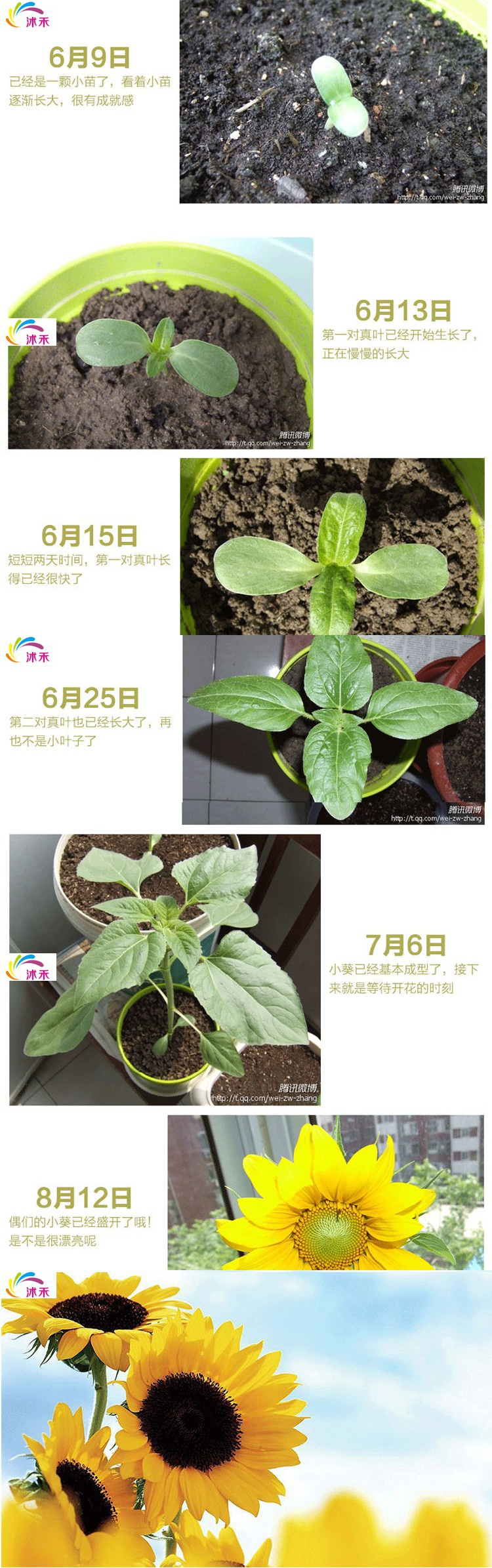 北园湖园艺用品矮向日葵籽种子套餐四季易种食用向日葵室内阳台盆栽花卉植物 价格图片品牌报价 苏宁易购花中岛园艺专营店