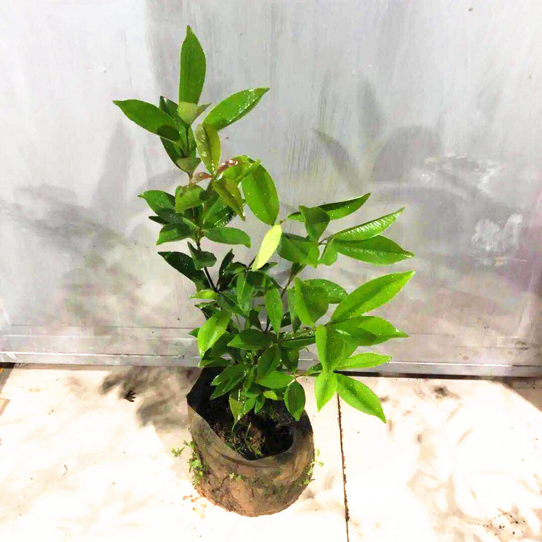 车厘子盆栽南北方可种植果树苗 巴西甜樱桃》无著【摘要 书评 在线