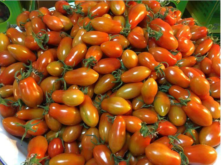 25kg5斤丹东特产409小柿子铁柿子草莓圣女果小番茄西红柿草莓柿子油