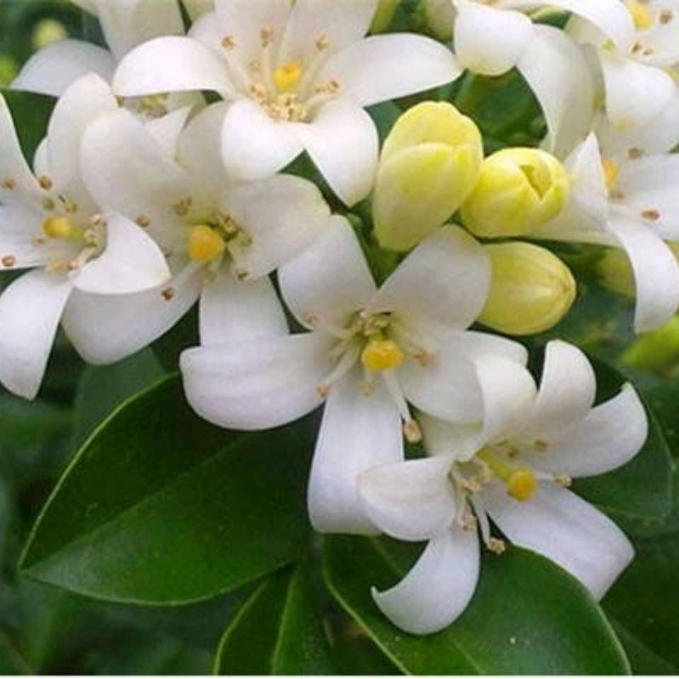 《夜来香盆栽花香驱蚊四季青开花不断浓香花卉驱蚊植物花草净化空气