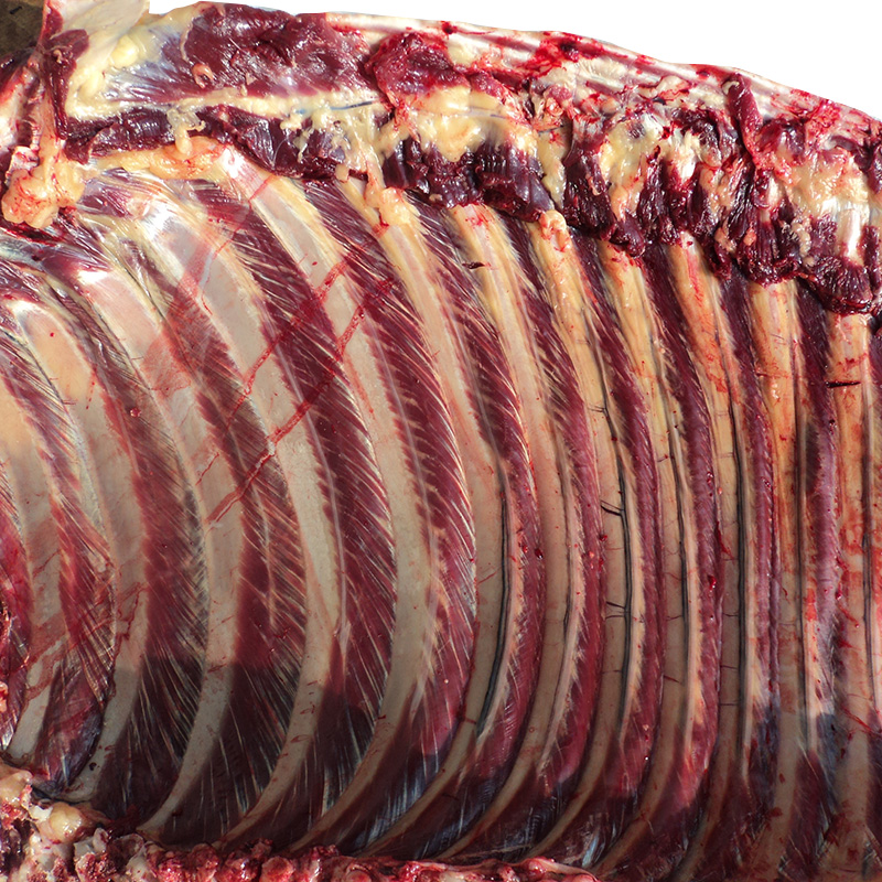不带皮肋条送料1kg2斤驴肉新鲜驴肉生驴肉散养驴排肋条正宗驴肉